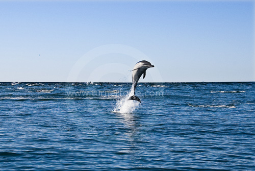 Common Dolphin in the Santa Barbara Channel