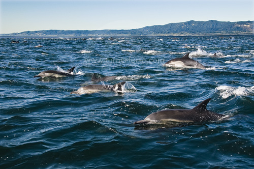 Large school of Dolphins off the coast of California.