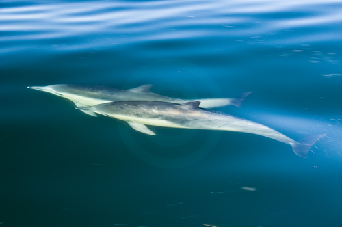 these Dolphin can swim at excess of 25mph 