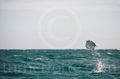 Often looking like Popcorn popping Mobula Ray will jump out of the water.