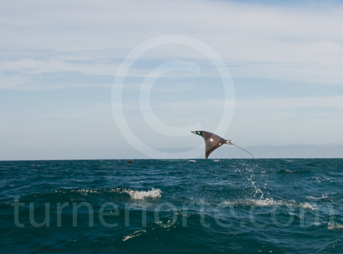 Often looking like Popcorn popping Mobula Ray will jump out of the water.