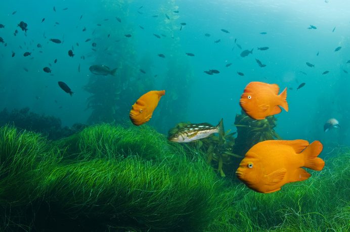Ocean Health Index uses one of James underwater images.