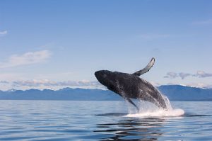 Breaching Humpback Whale