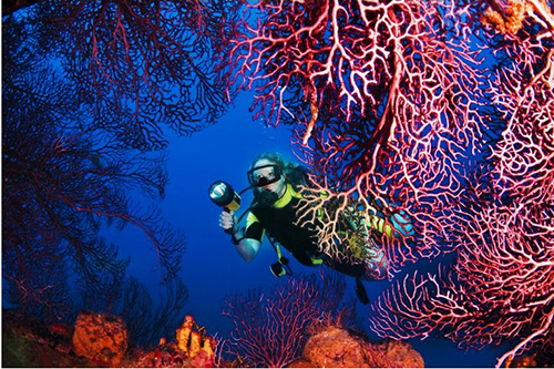 Bloomberg Pursuits - Six Epic Scuba Dives for Every Adventurer