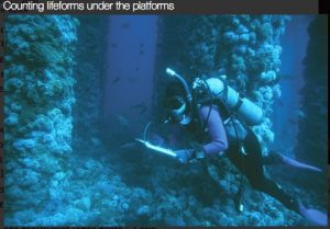 UCSB Diver counting life under platform Holly in Santa Barbara