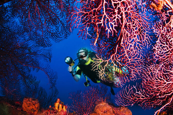 20 of the Most Incredible Underwater Photos Ever Taken by Readers Digest